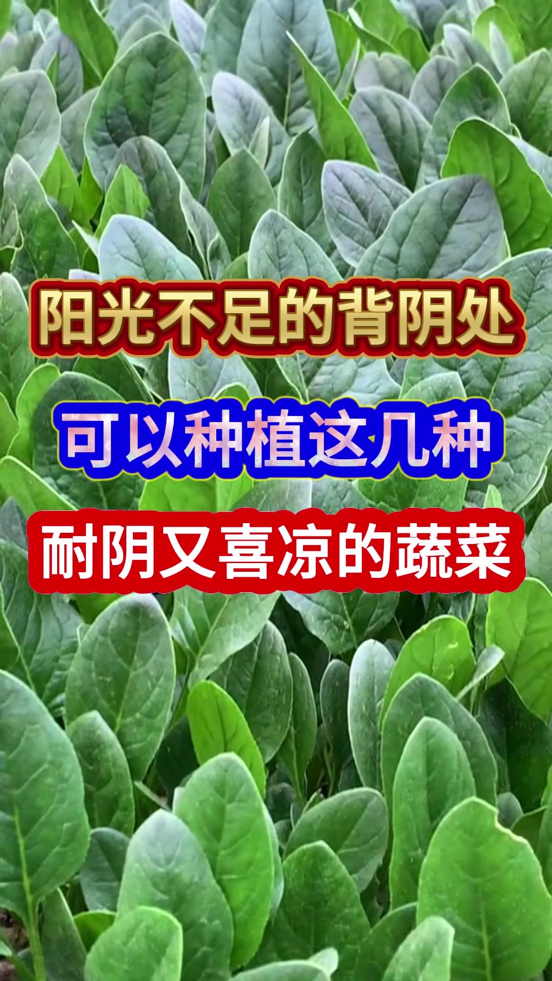 阳光不足的背阴处可以种植这几种耐阴又喜凉的蔬菜