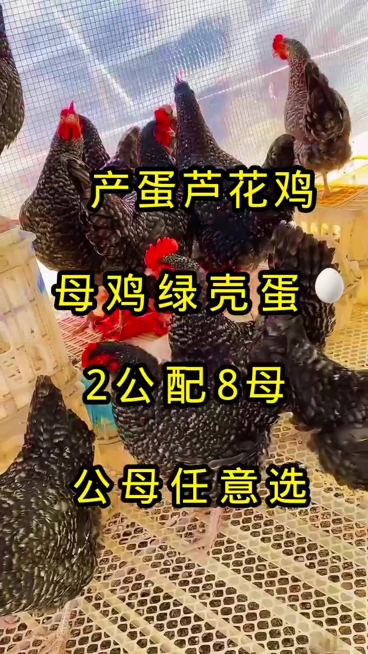 产蛋芦花鸡下绿壳蛋的鸡