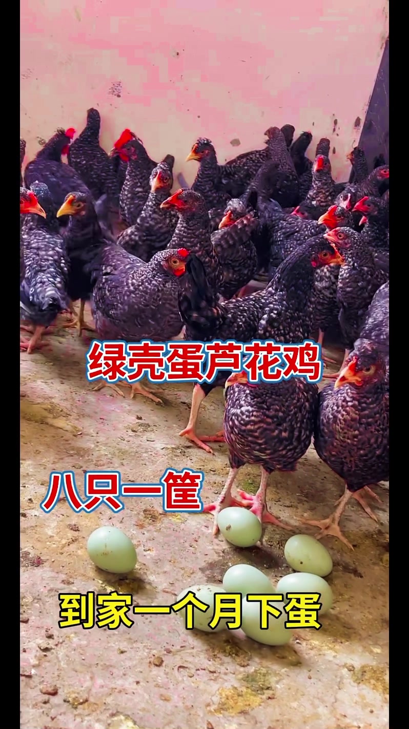 纯种汶上芦花鸡产蛋多年产300枚