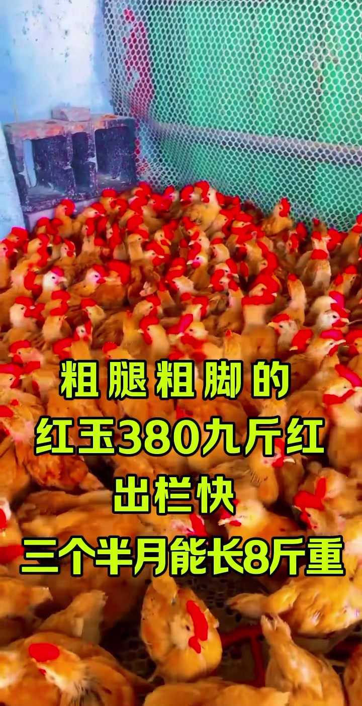 红玉380大红公鸡吃五谷杂粮