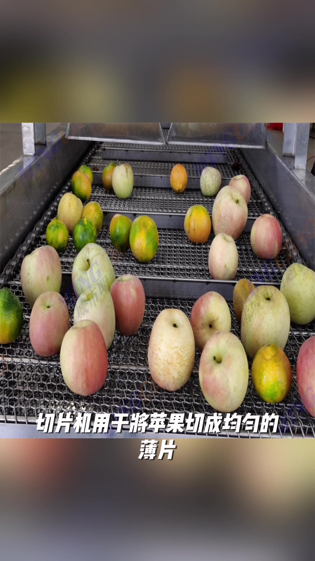 苹果清洗切片烘干流水线