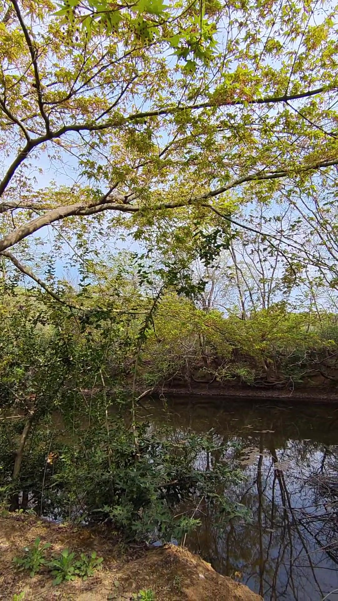 鸡爪槭正宗斜飘临水