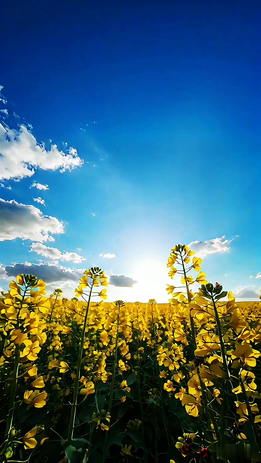 励志打鸡血啊啊啊