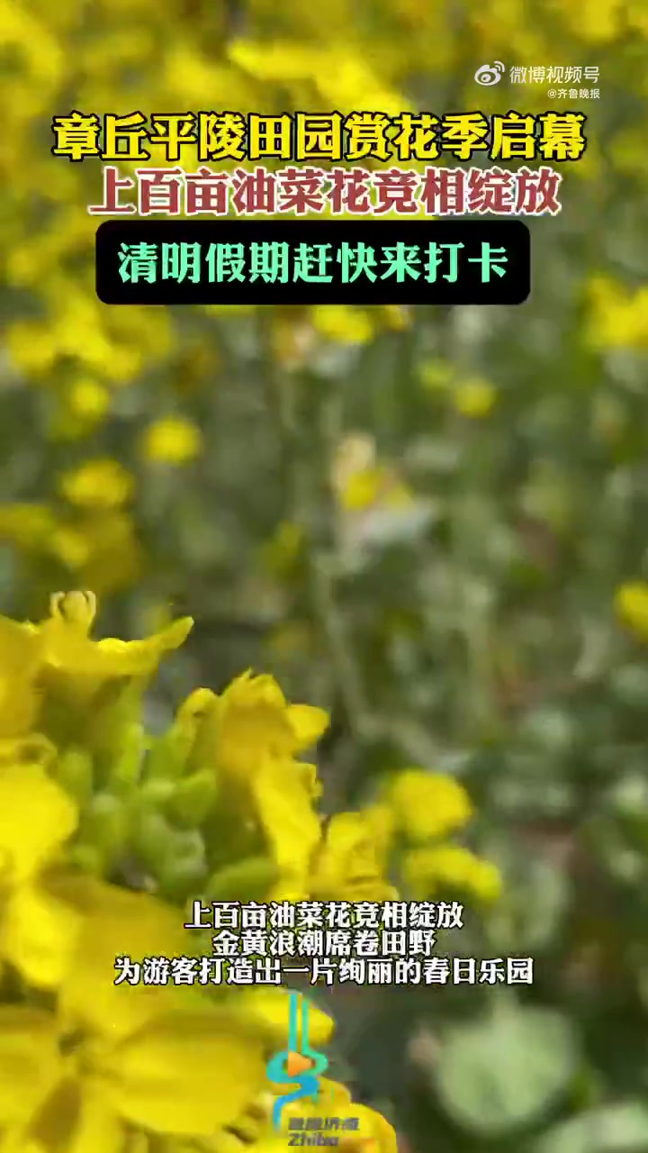 4月2日,章丘龙山。上百亩油菜花竞相绽放,金黄浪潮席卷田野,为游客打造出一片绚丽的春日乐园