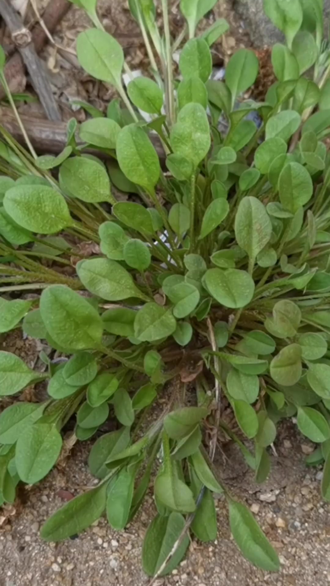 谁发现的这种野菜,太好吃了