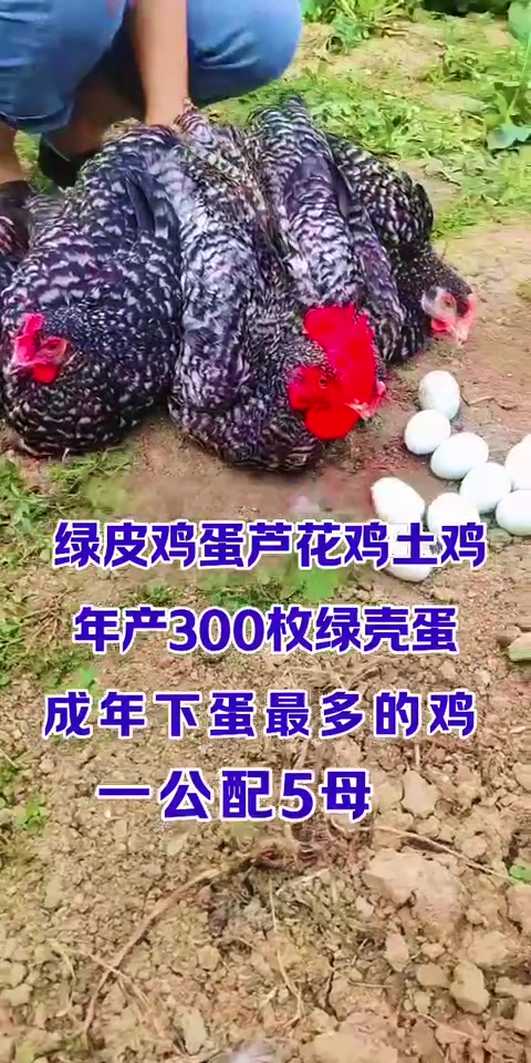 绿皮鸡蛋的芦花鸡