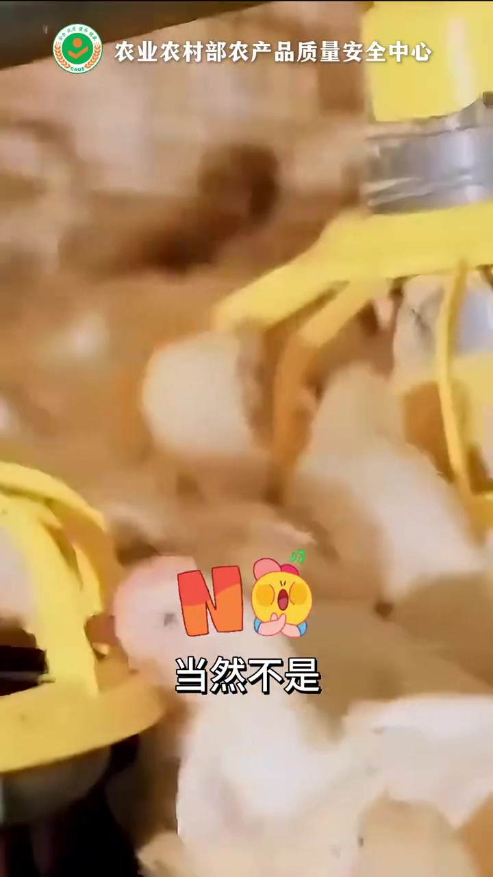 速生鸡是激素催大的吗?