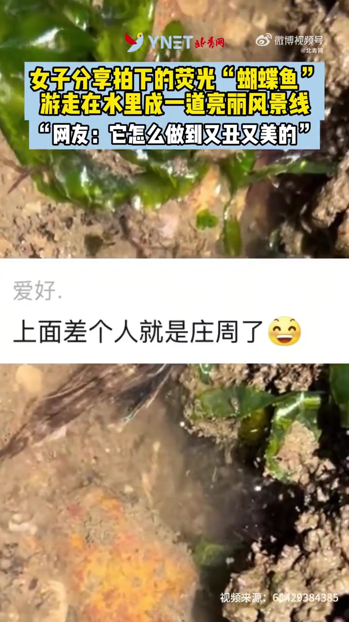 女子分享拍下的荧光“蝴蝶鱼”,游走在水里成一道亮丽风景线!(责编:JJ)