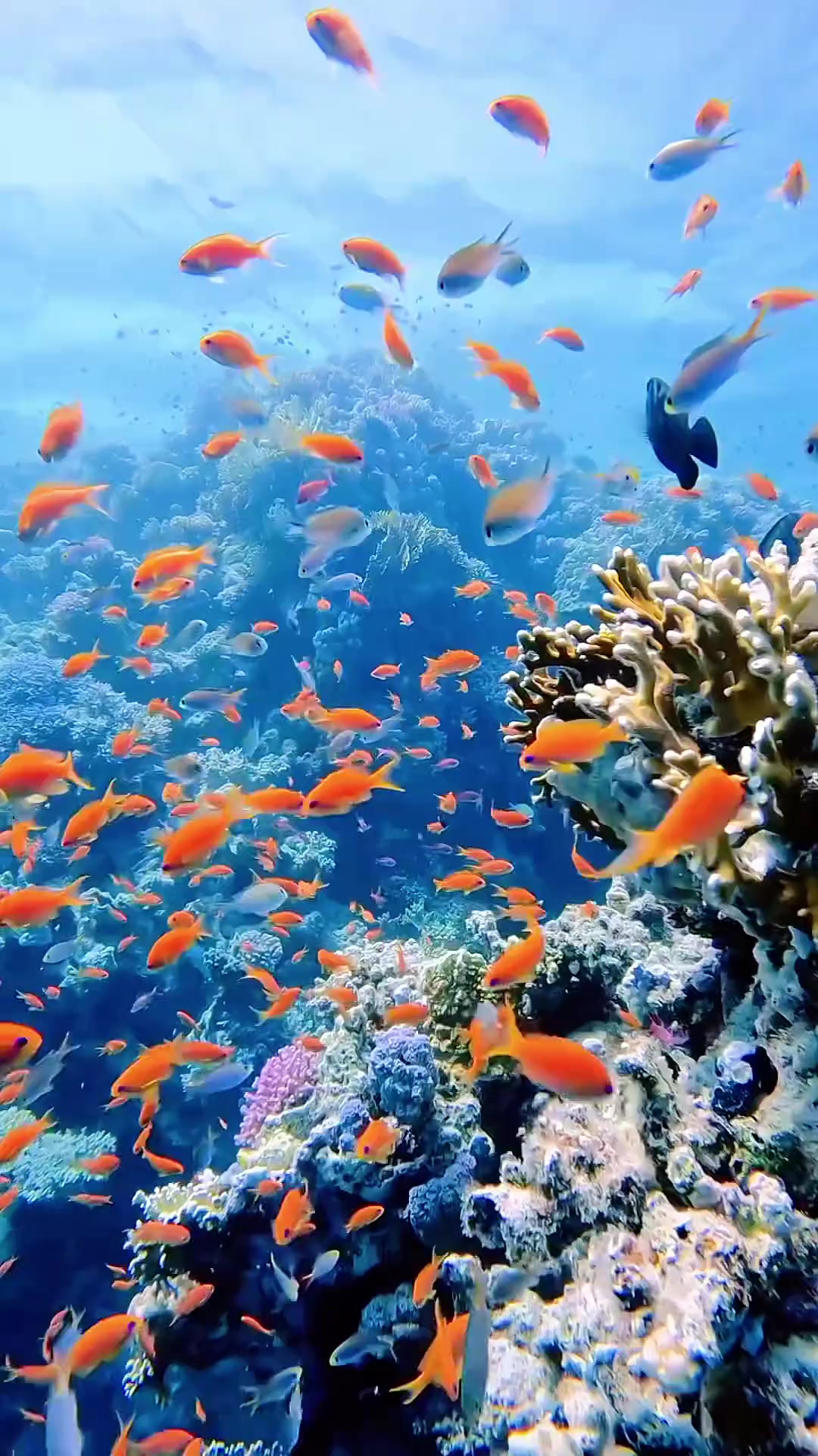 一起看看海底世界 奇妙的海洋生物 鱼儿自由自在的水中游 蓝色治愈系