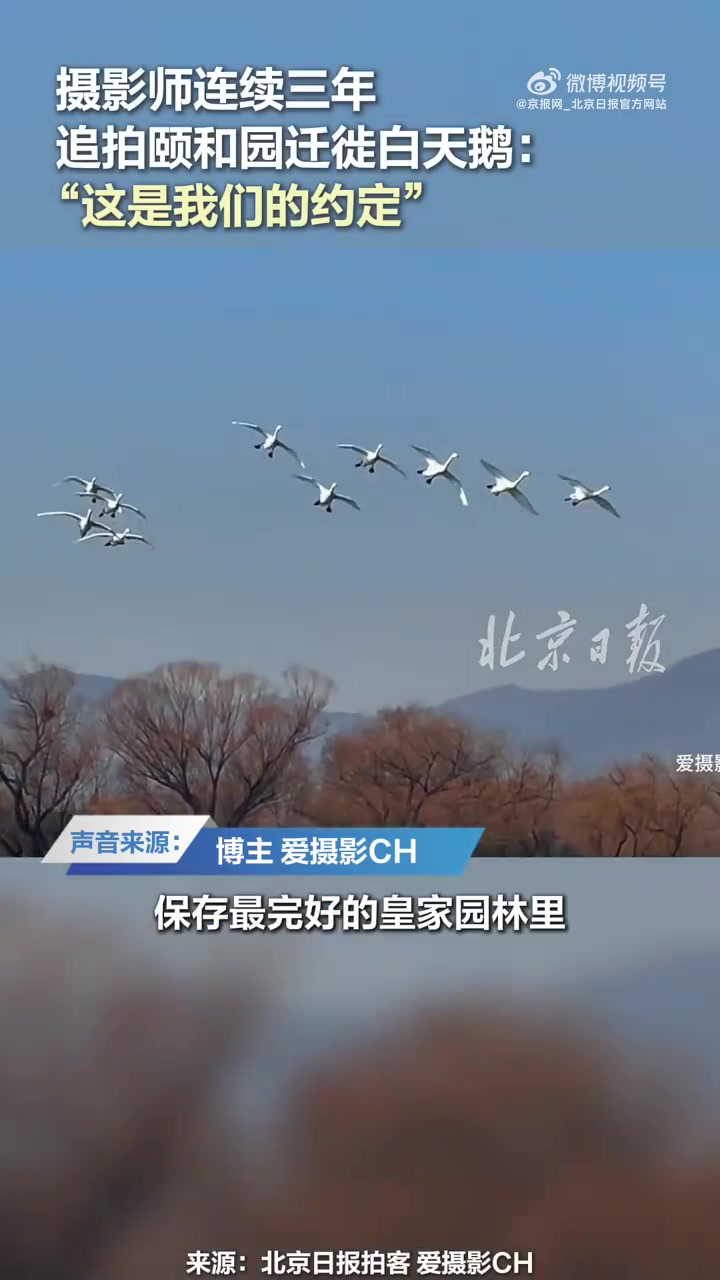 近日,北京摄影博主金春花连续三年在颐和园追拍迁徙白天鹅,记录下它们在昆明湖上飞翔的优雅的身