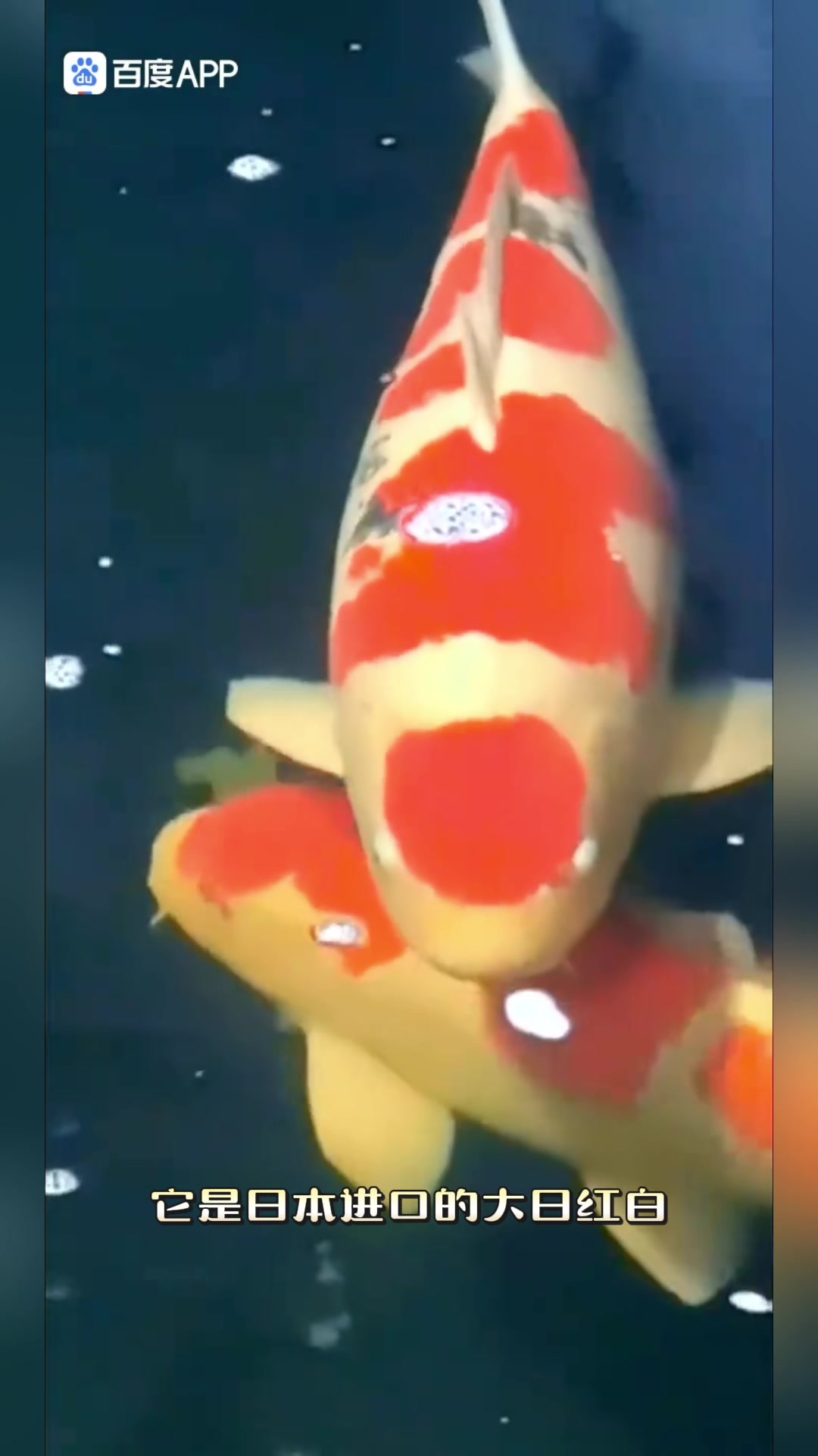 养锦鲤建鱼池找我准没错