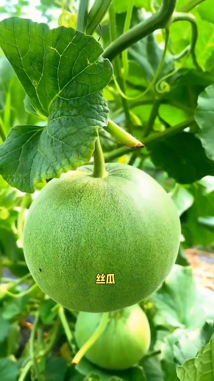 清明过后有20多个品种的蔬菜可以种植了