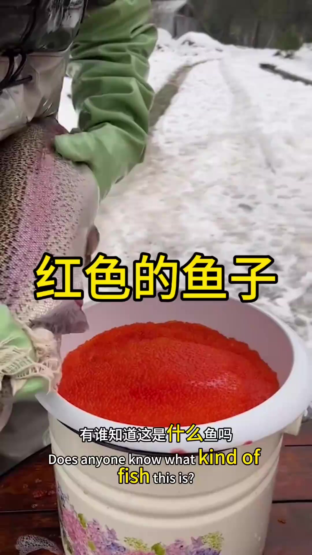 神秘红色鱼籽揭秘:这是什么鱼,鱼子酱真的只有黑色吗?