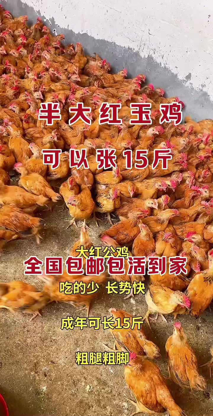 半大红玉380大红公鸡