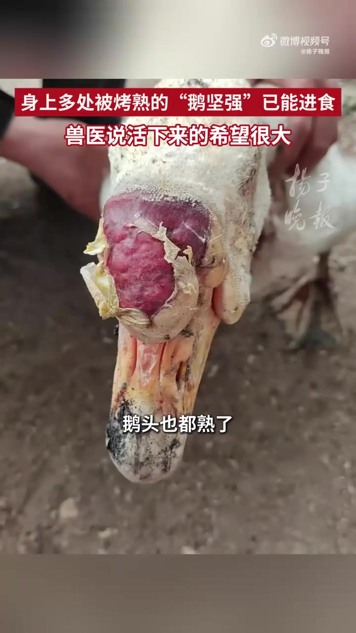 身上多处被烤熟的鹅坚强已能进食,活下来的希望很大