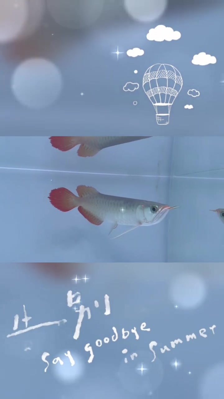 高端印尼红龙鱼