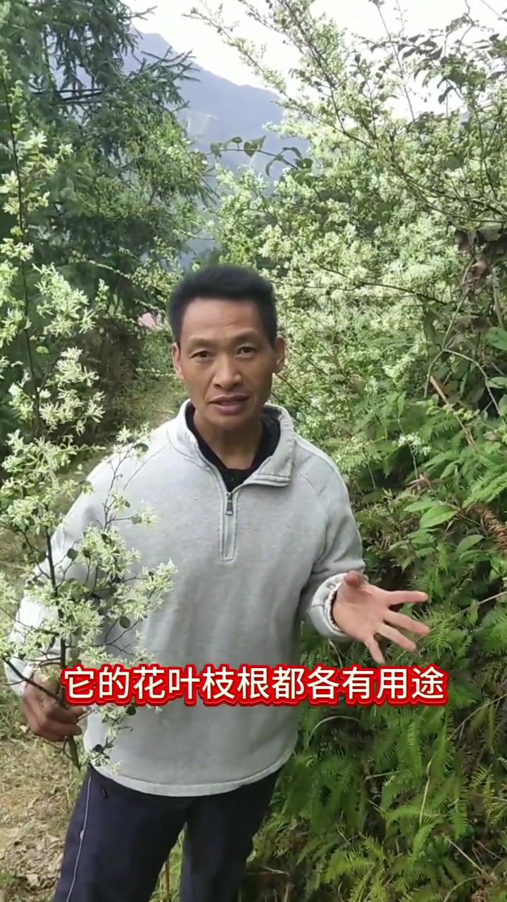 接连不断,曼妙绝伦的继木花