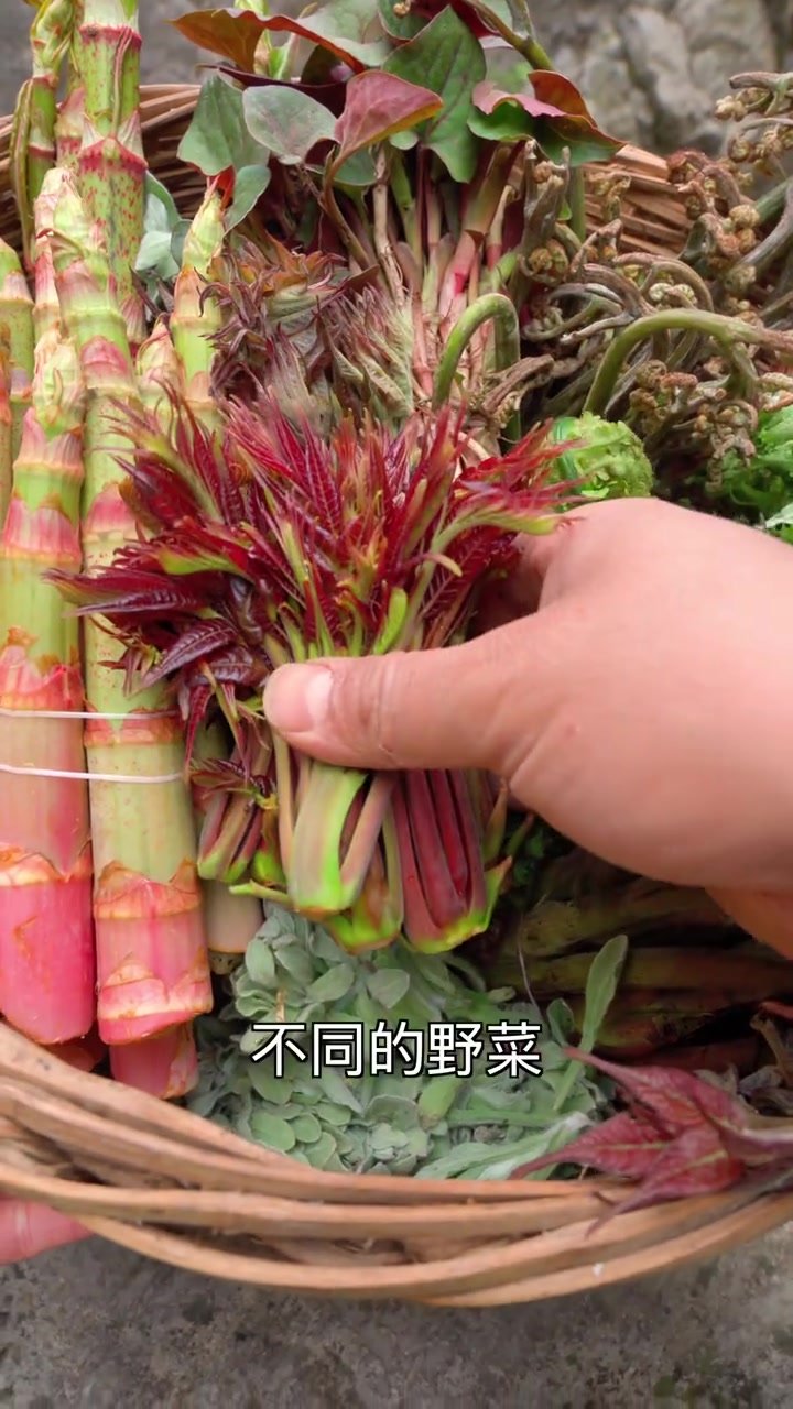 大山里的春天,是野菜的世界,开个野菜盲盒,探索野菜新吃法