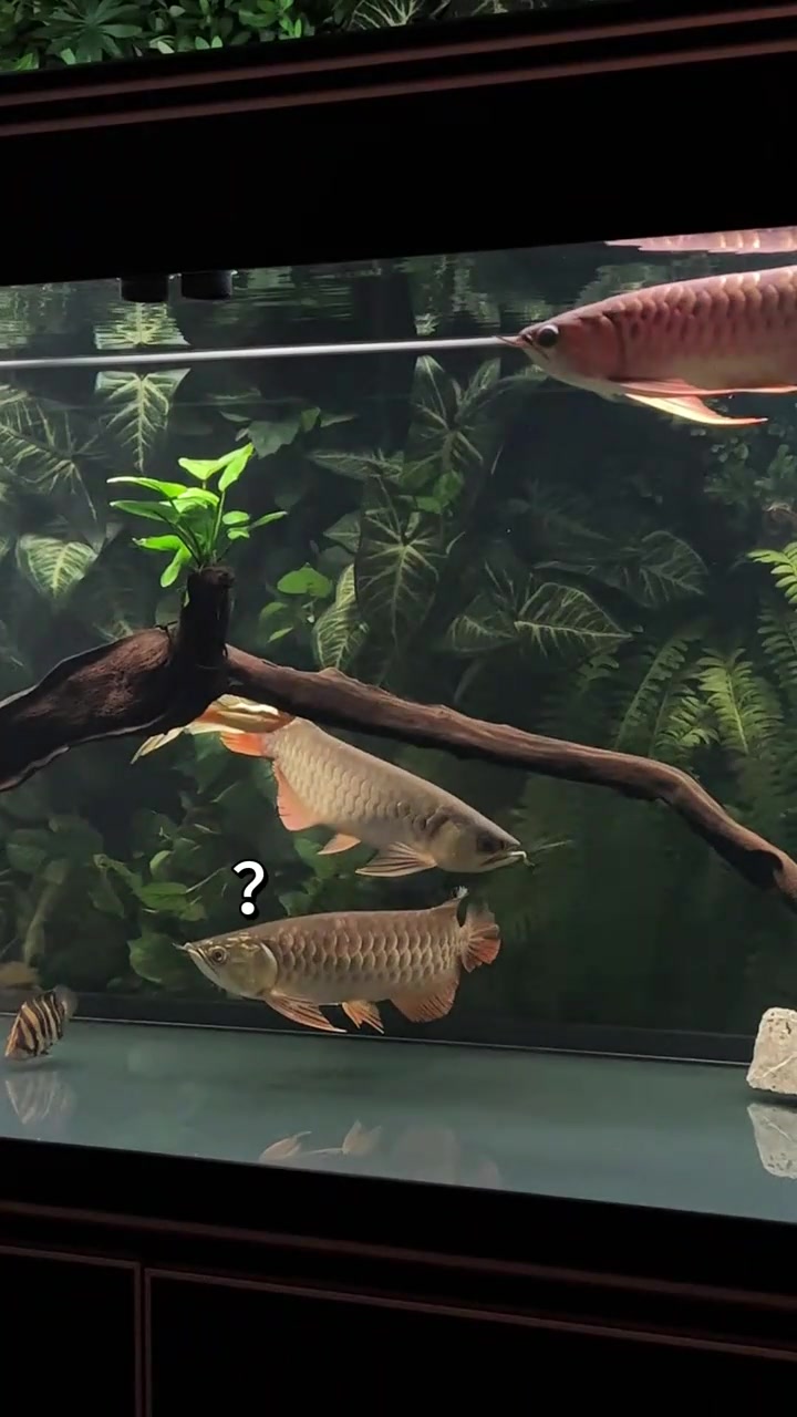 龙鱼混养,很有意思呀