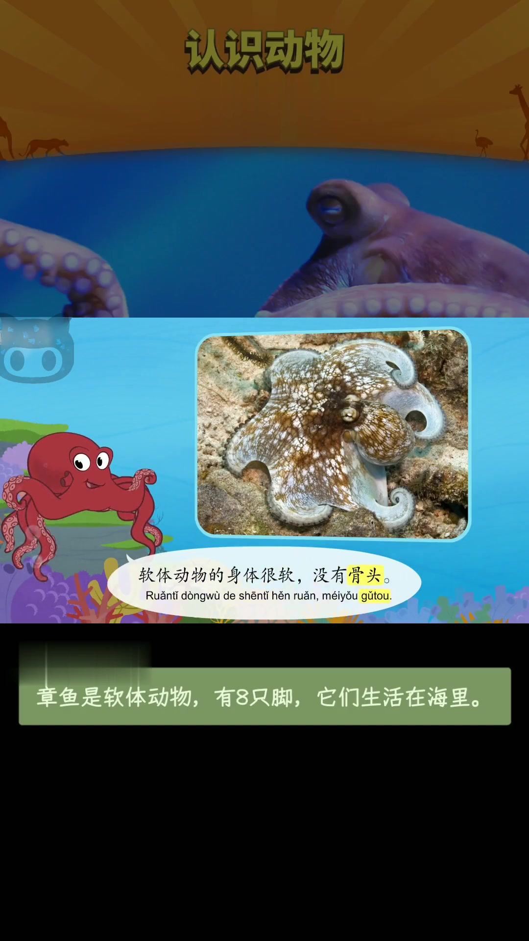 哇塞!快来了解神奇章鱼的生活习性与自保技能