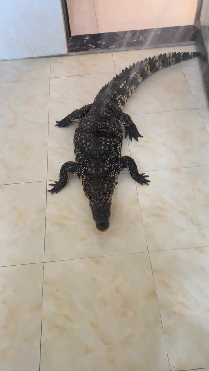 拉屎的时候有鳄鱼进来让我给它洗澡