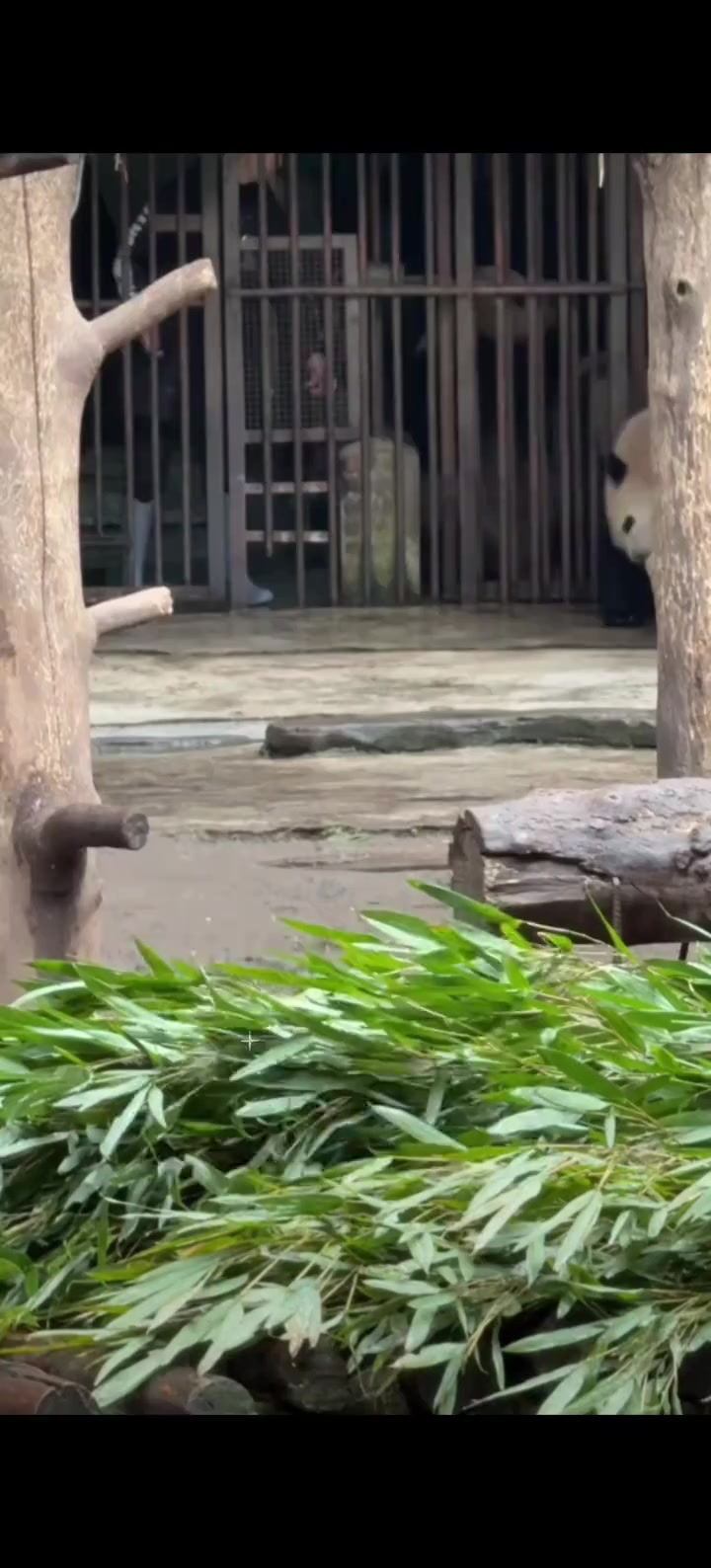 今天的麻将桌只有三喜,双总幼儿园毕业了,四喜丸子