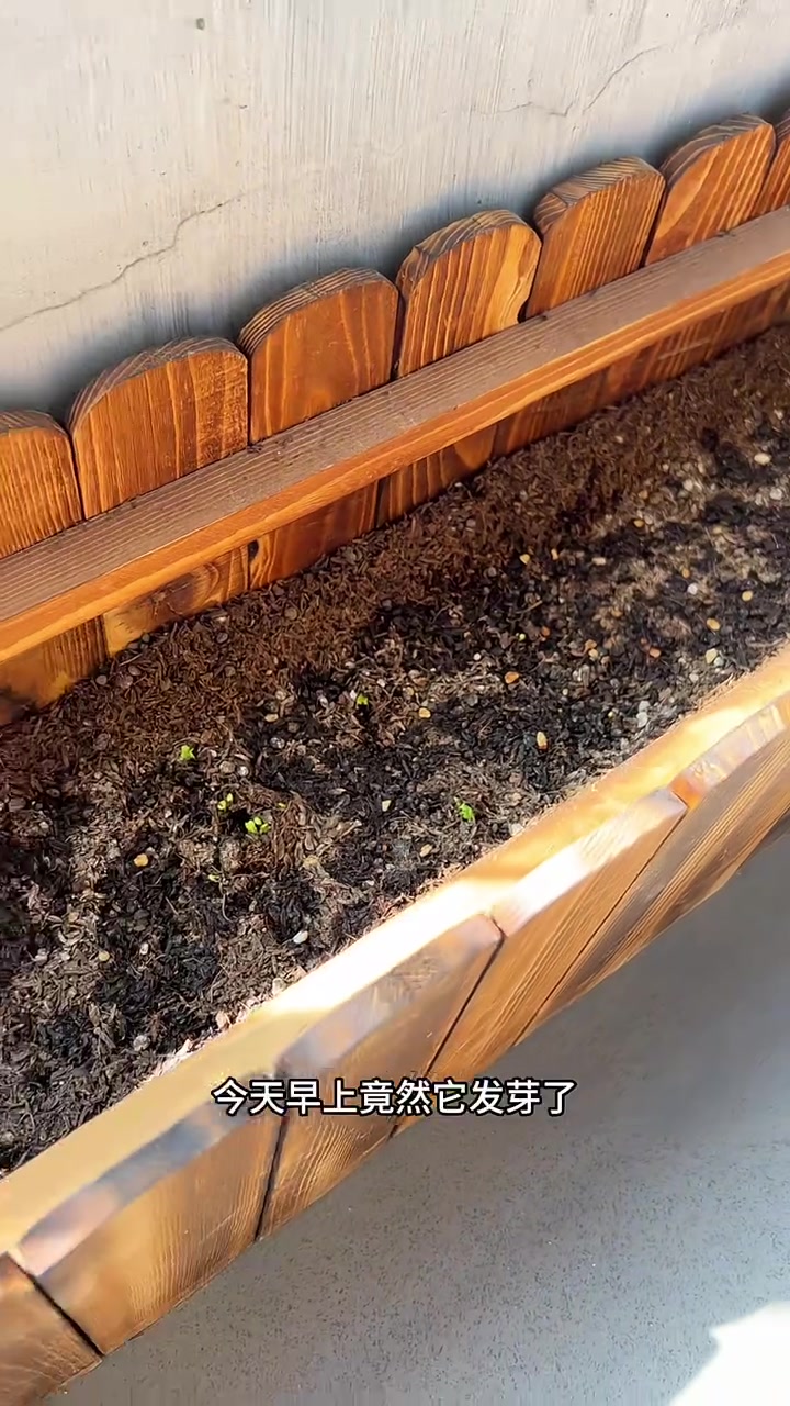 春天播种希望!看着他发芽真的太有成就感了