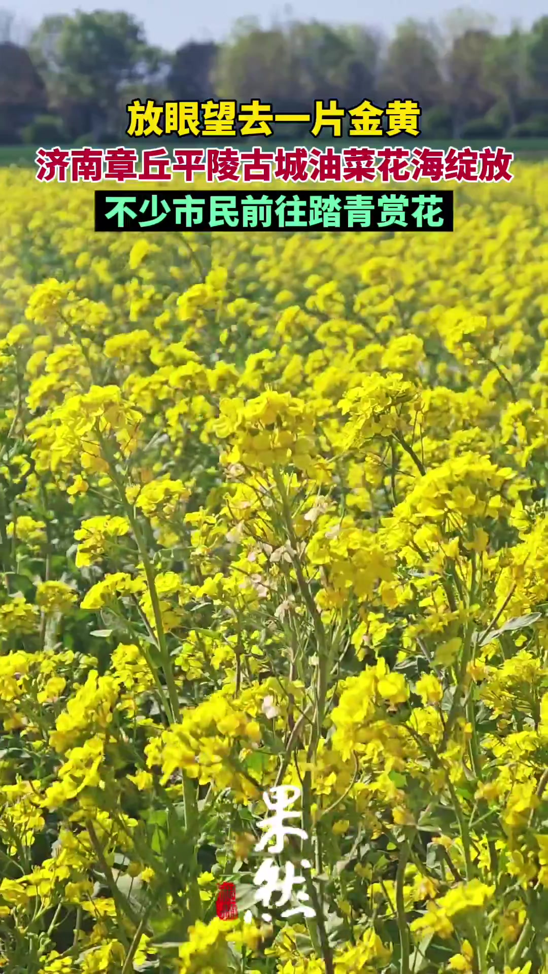 果然视频丨济南章丘平陵古城油菜花海绽放,不少市民前往踏青赏花