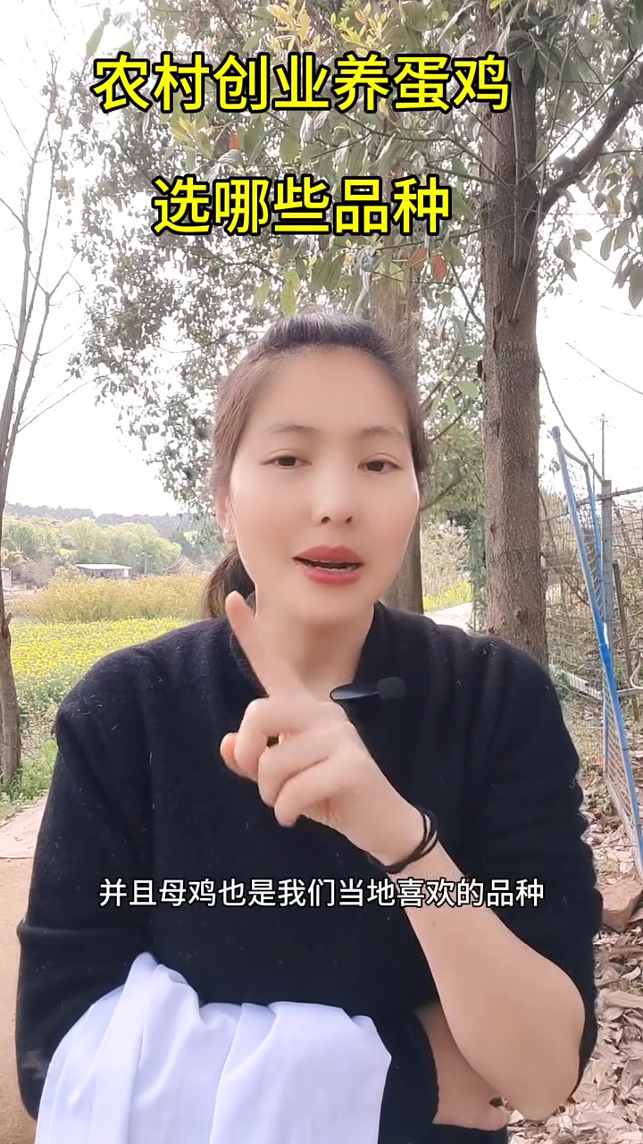 养蛋鸡,选品种!你会选啥品种呢?养鸡技术 养鸡技术