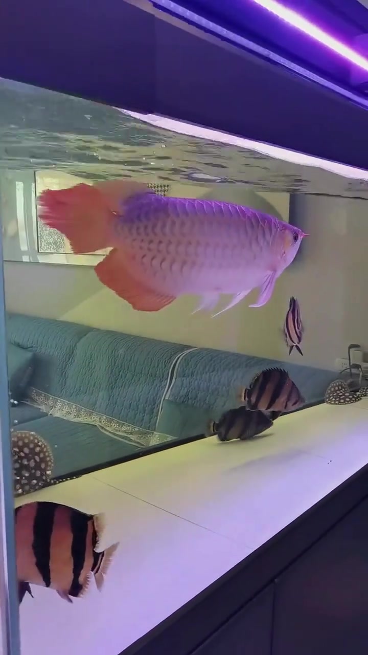 凶猛霸气的泰国虎鱼!