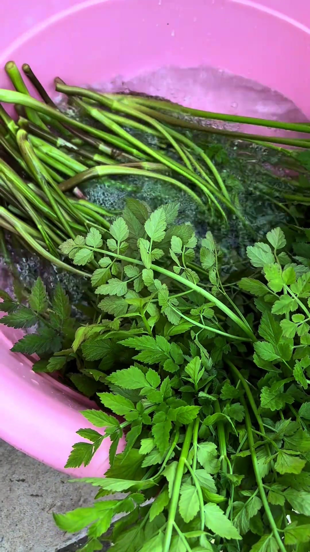 好大一片野生水芹菜,你们吃过吗?脆生生的,很好吃哦!