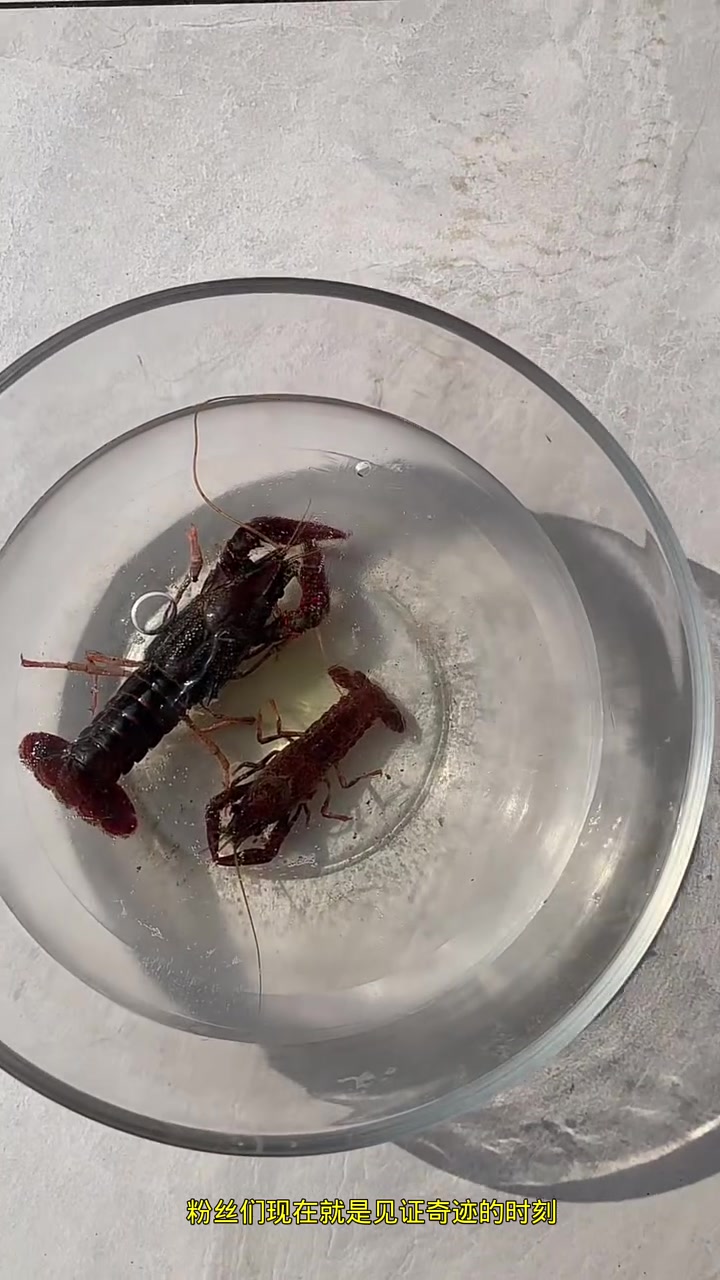 把小龙虾冷冻后居然还能奇迹般的复活后续