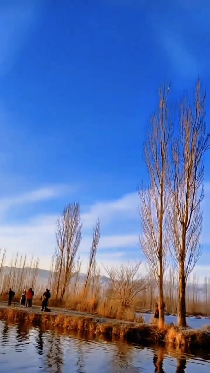 白天鹅在湖中优雅比心