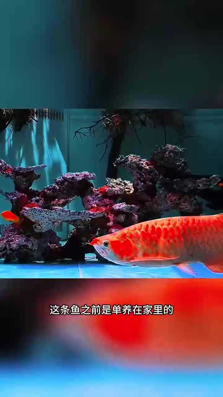 养鱼小技巧之遇到龙鱼炸鳞怎么办?