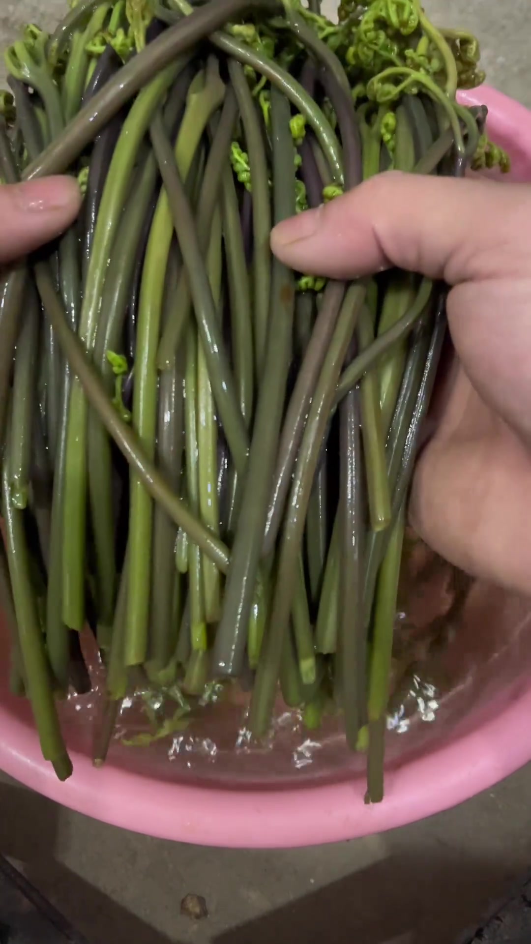 蕨菜做法,超级下饭的野菜