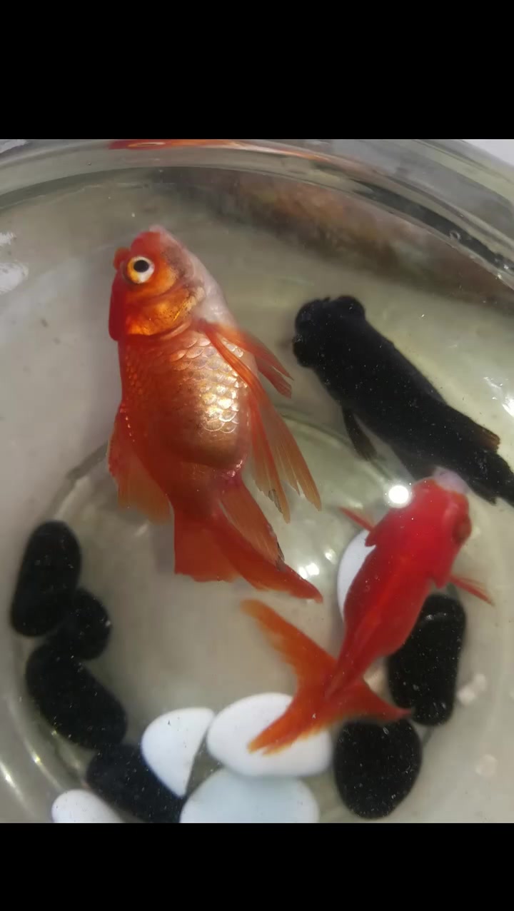 养龙鱼必须记住这三点,不然白花钱!观赏鱼世界 养鱼我是认真的