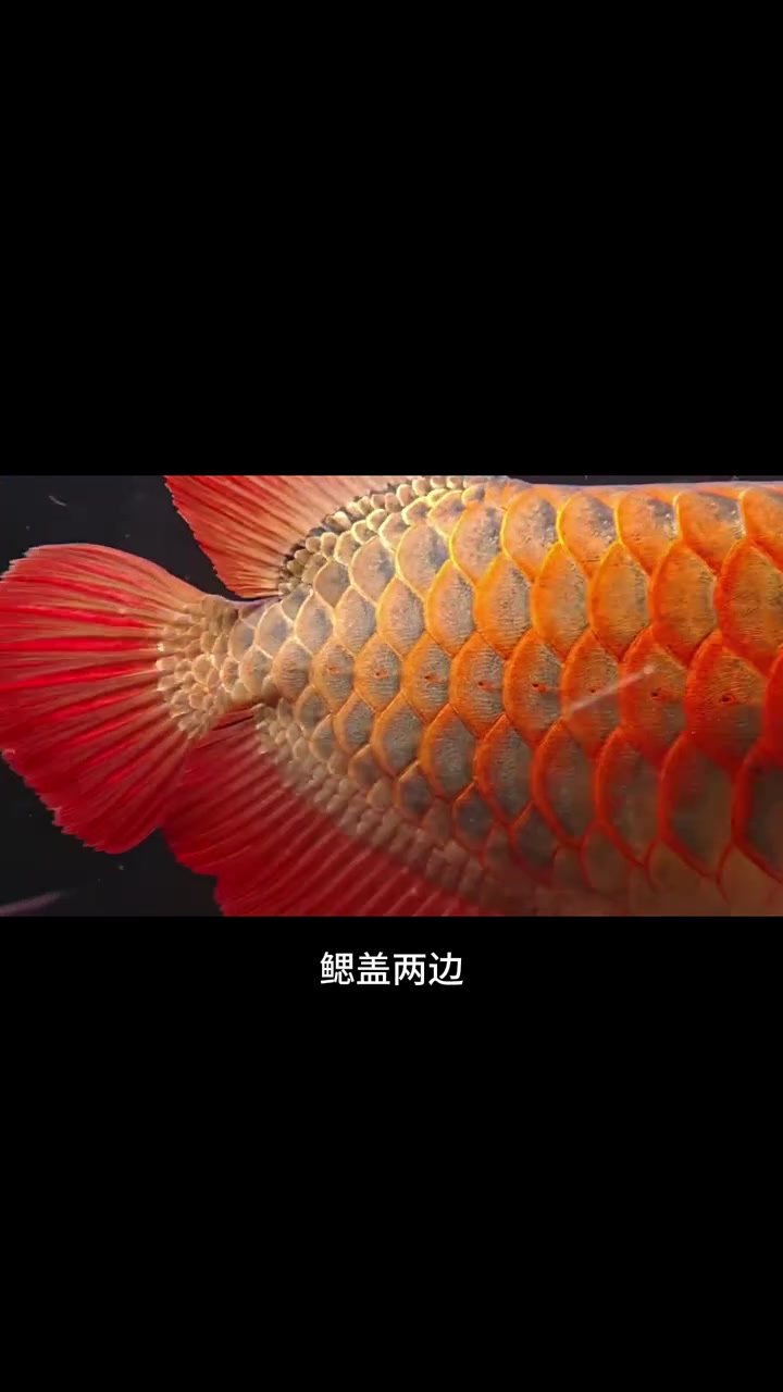 究竟是什么让龙鱼这么有魅力?观赏鱼 鱼