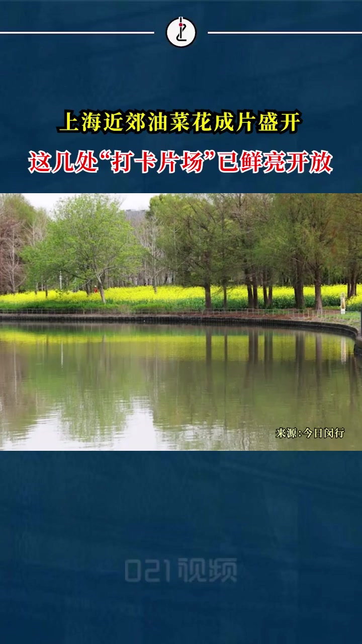 清明刚过,嫩黄明亮的油菜花已陆续盛开,上海近郊就有不少值得打卡观赏的油菜花田,最适合足不出
