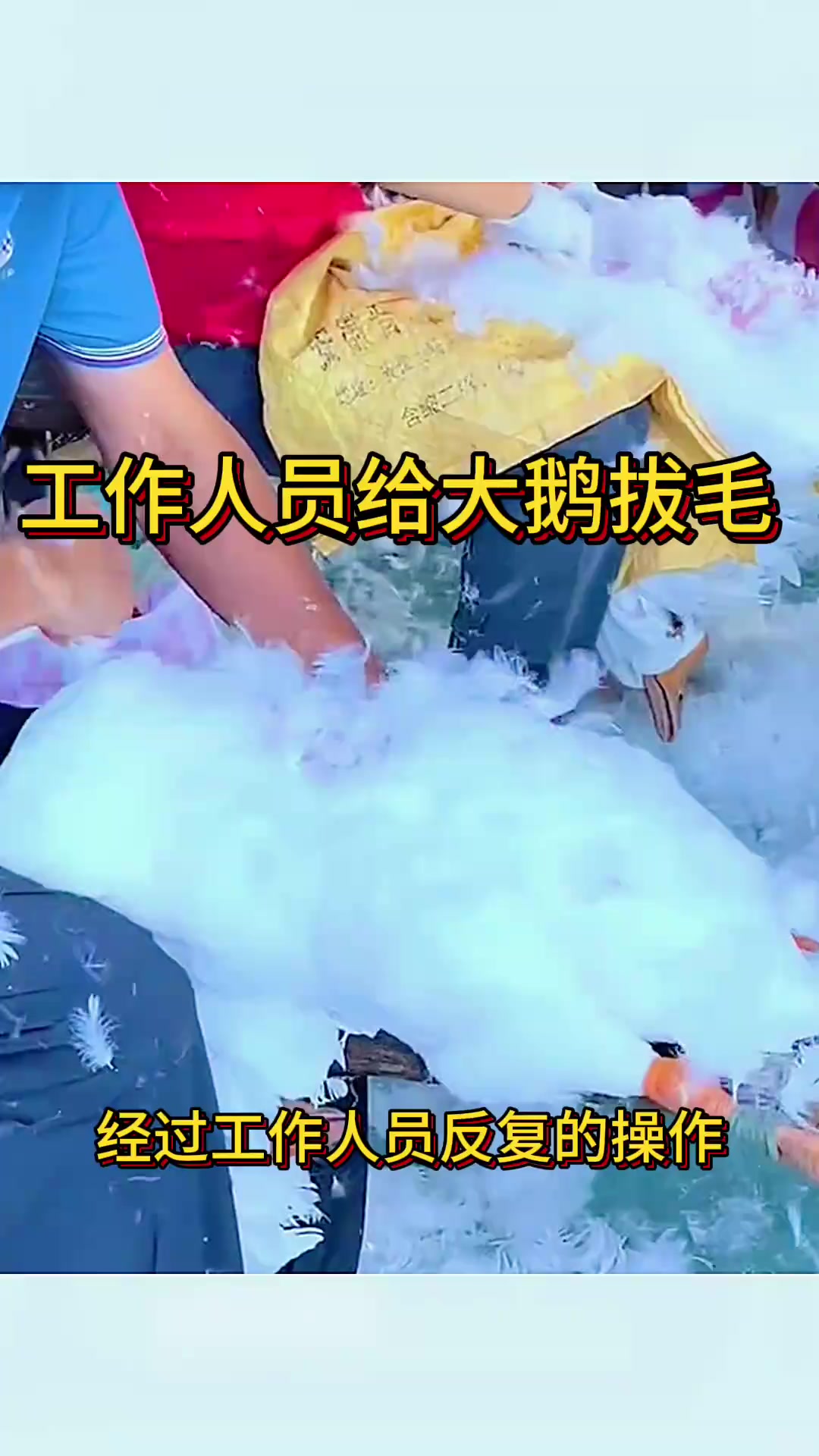鹅毛的价值:从大鹅到温暖羽绒服的奇妙转变