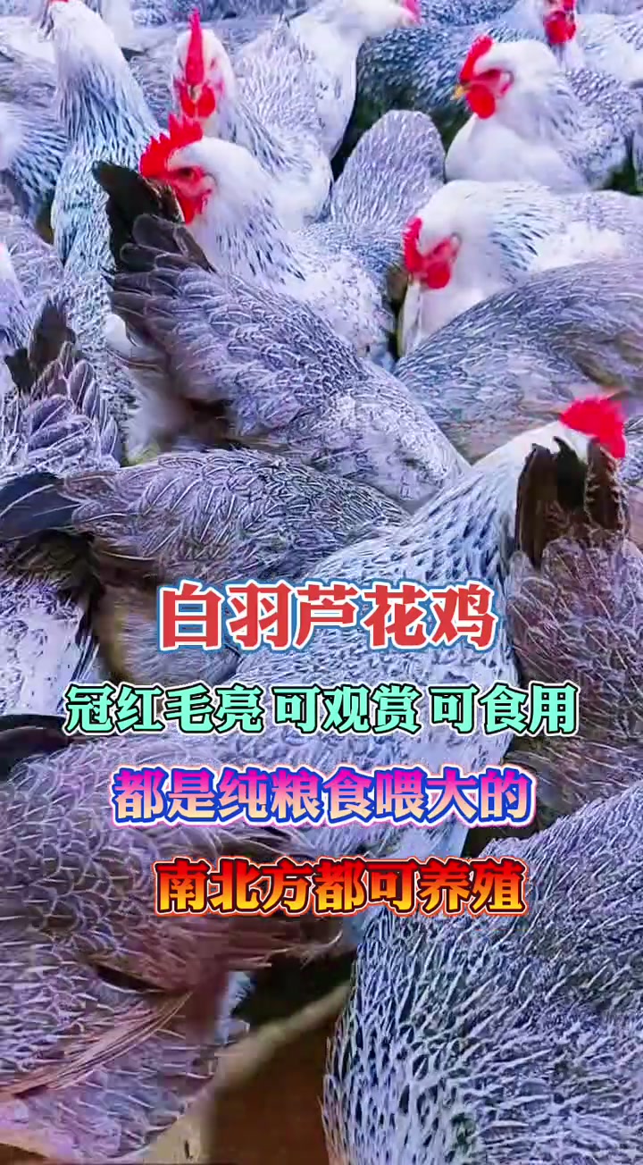 白羽芦花鸡年产300枚