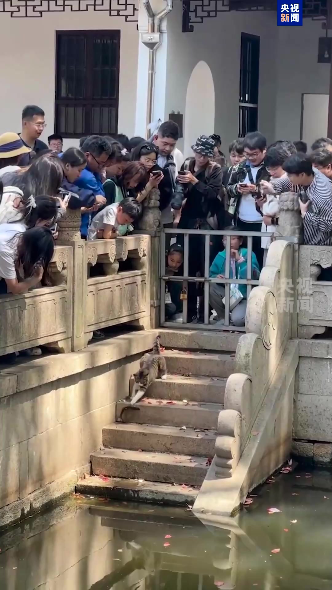 景区猫咪抓鱼被众人围观 网友:小猫都“社恐”了