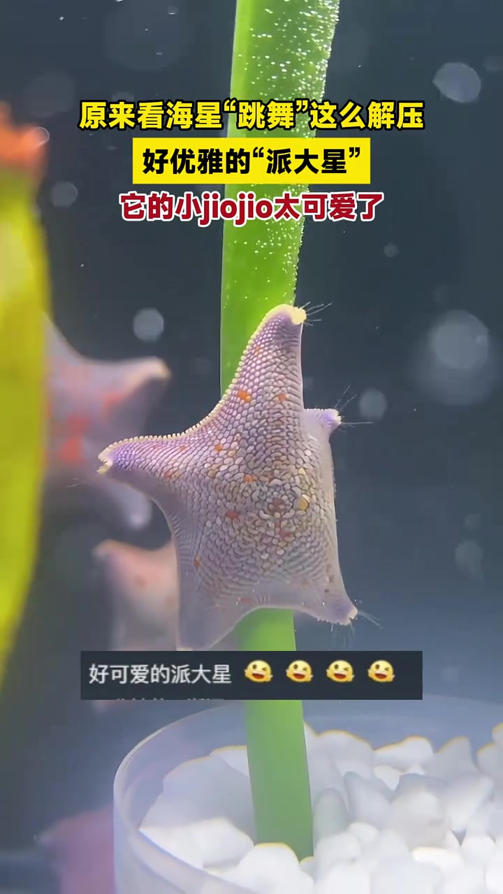 原来看海星“跳舞”这么解压,好优雅的“派大星”,它的小jiojio太可爱了