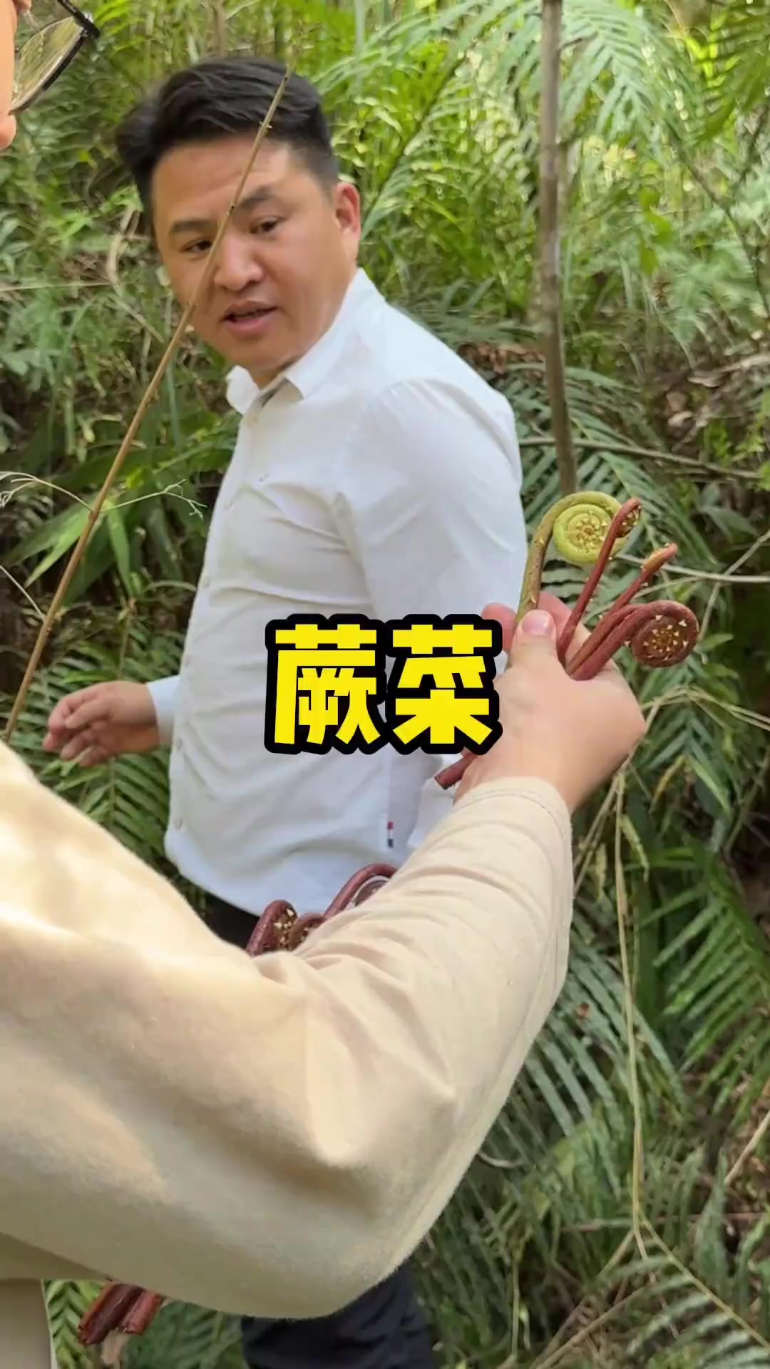蕨菜,大家吃过吗