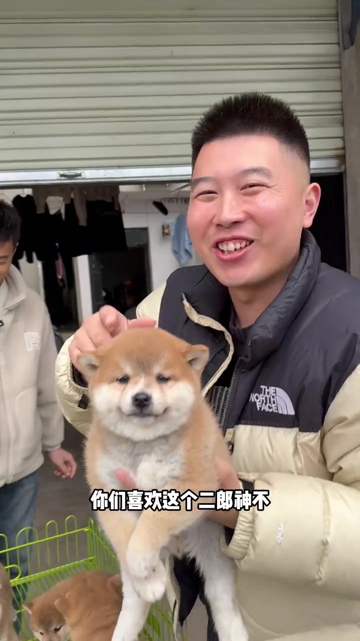 包子脸的小柴犬,行走的表情包!太有个性了