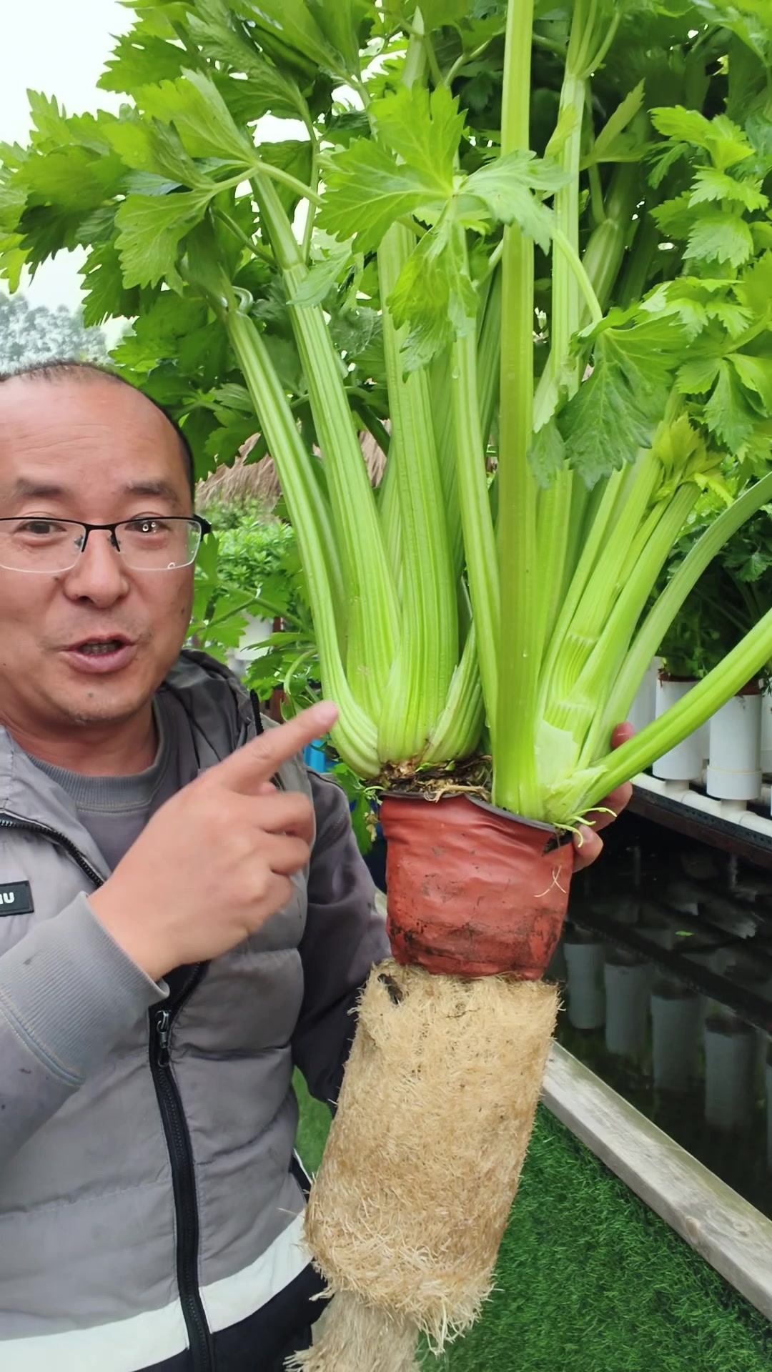 家庭鱼菜共生种植的西芹