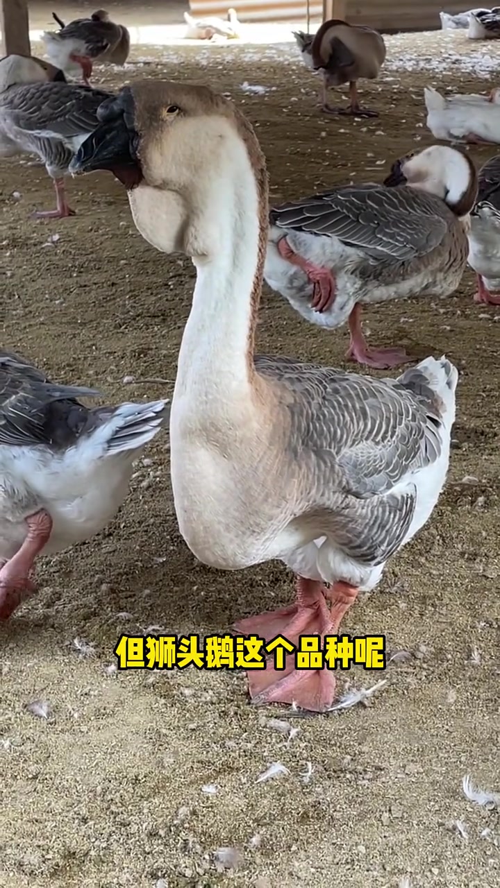 养鹅要养体型大好出栏的品种