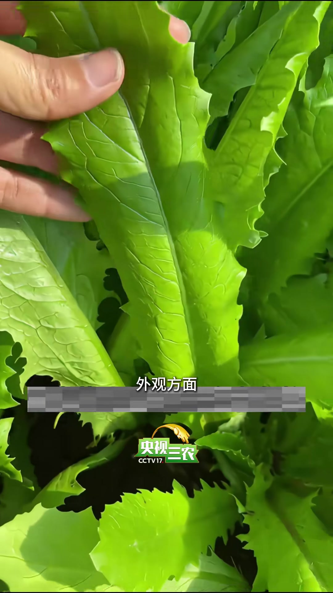 据说还有人分不清这俩菜?