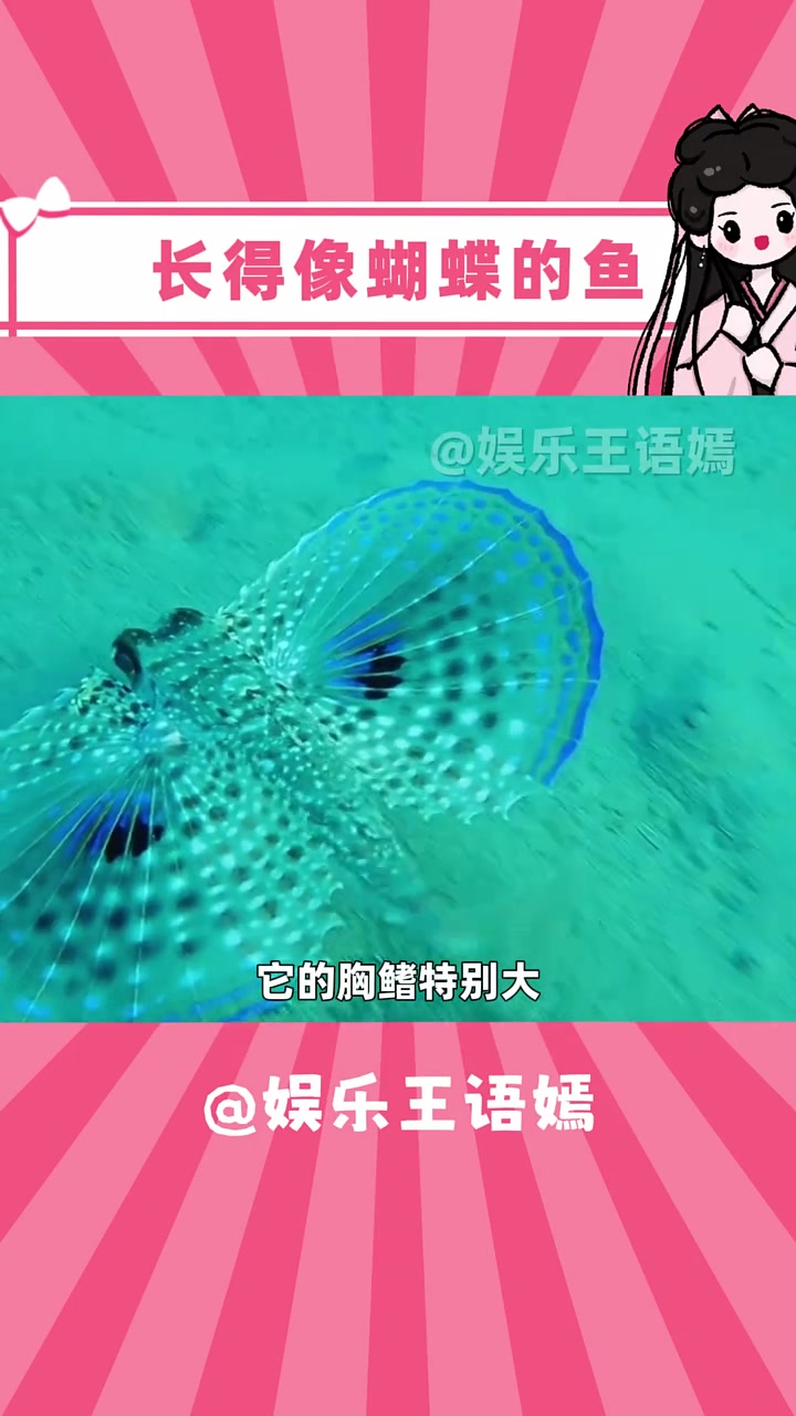 你见过长翅膀的小鱼吗