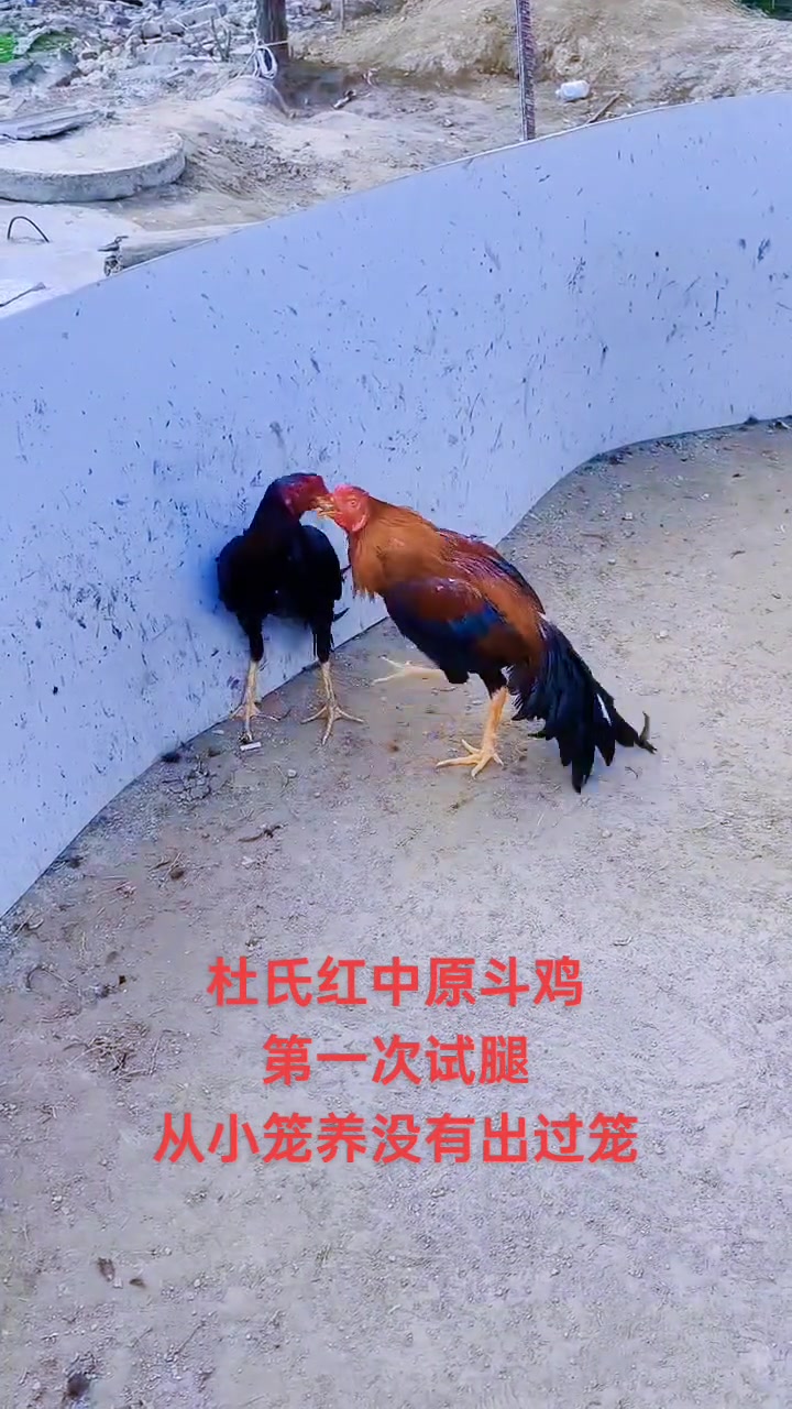 纯种、勇猛中原斗鸡!