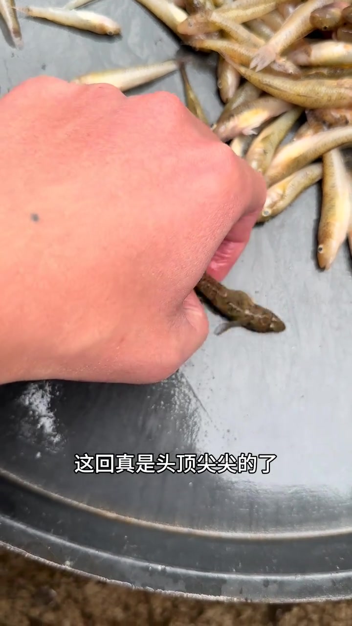 菜市场两元买的子陵虾虎